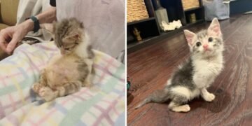 Paralyzed Kitten Who’ll Never Grow Any Bigger Loves the Spotlight as Much as Other Cats