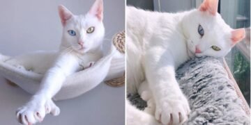 Strange Cat is Abandoned by her Owners, Gets a New Lease on Life as an Instagram Model