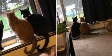 Sweet Cat Comforts His Scared Brother During Thunderstorm