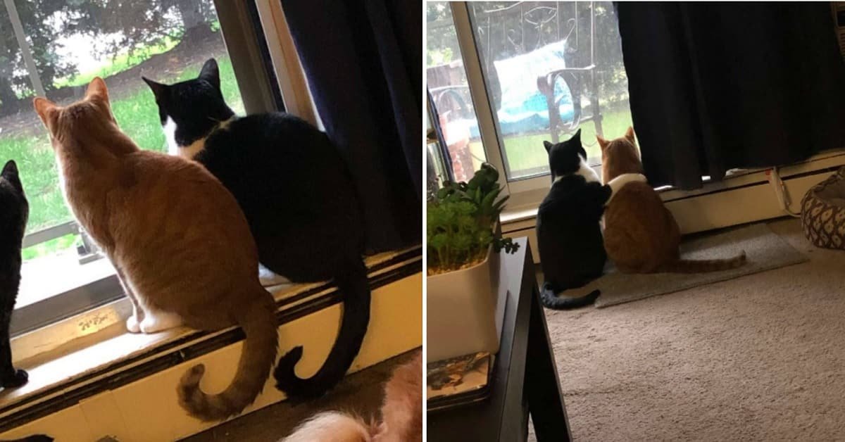 This Cat’s Reaction To Possum Stealing Her Food Gets Better And Better ...