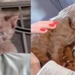 A Tiny Brown Kitten and Her Sis Hug Everyone Until They Find a New Forever Home