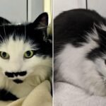 Moustache and Goatee-Wearing Cat