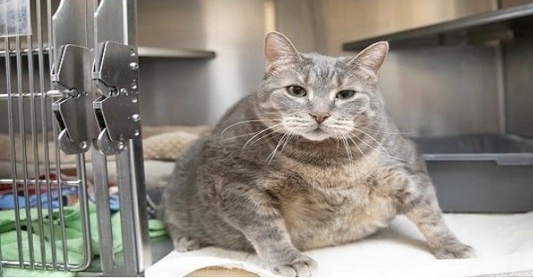 This 30 lbs. Chunker is Looking for a New and Attentive Owner that Can Help Him Shed the Pounds