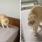 Cat Amuses the World in Viral Tik Tok Videos, Refusing to Let Its Owners Make Their Bed