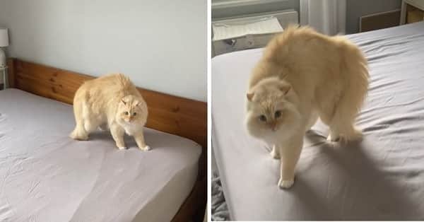 Cat Amuses the World in Viral Tik Tok Videos, Refusing to Let Its Owners Make Their Bed