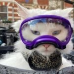 Cool Deaf Cat Explores the Sights of London by Bicycle