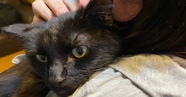 Essex Woman Finds Long-Lost Cat After Recognizing His Meow on a Phone Call
