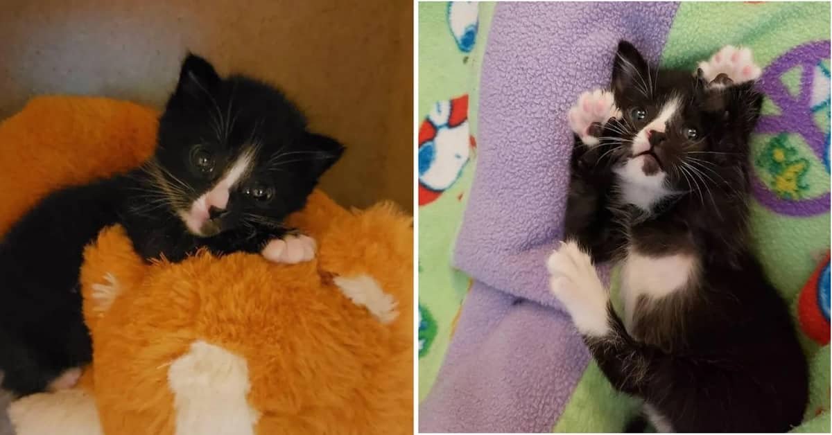 Kitten Found Stuck in a Drain Will Never Walk Alone After Being Rescued