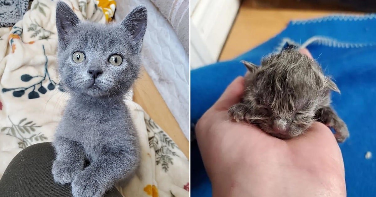 Kitten with a Rare Heart Condition