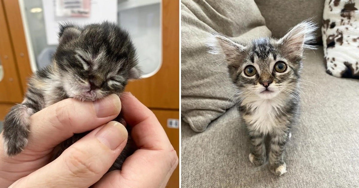 This Kitten Bagel is a Late Bloomer
