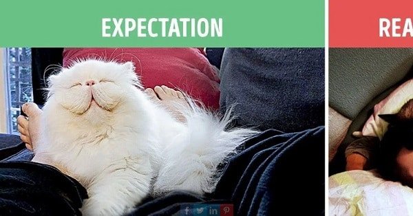 Expectations vs. Reality – the True Life of Cat Owners