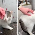 Stray Cat Begs Volunteers To Rescue Her