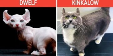 The Rarest Cat Breeds on Earth