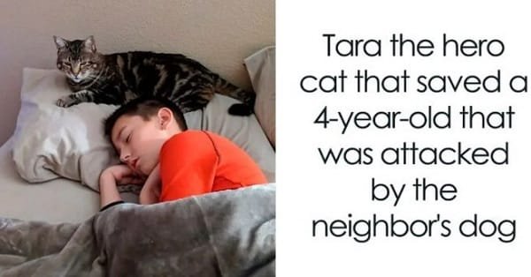 Times When Cats Surprised Humans with Truly Heroic Acts