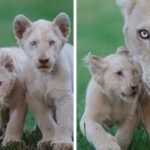 Baby Lions Step Outside for the First Time, Their Reaction is Priceless