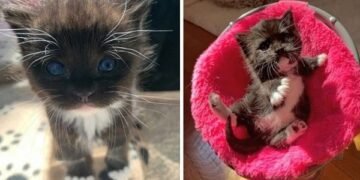Building Residents Save a Tiny Kitten from a Downpour, It Blossoms in a Sweet Treat