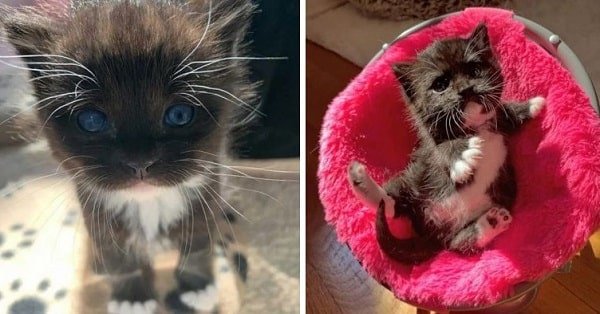 Building Residents Save a Tiny Kitten from a Downpour, It Blossoms in a Sweet Treat