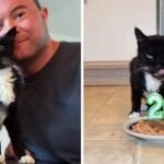 Cat Saved at 18 Years of Age Turns 20 and Going Strong