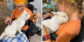 Cats Hops onto a Handicapped Girl’s Lap and Chooses Her as a Life Partner