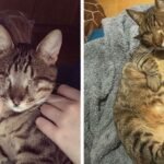 Eyeless Cat Celebrated on TikTok Thanks to Her Incredible Life Journey