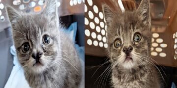 Kitten with Uneven Eyes Gets a Second Chance at Life After Being Saved from the Streets