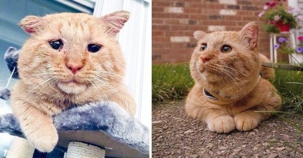 Shelter Cat Gets Adopted, Goes from Saddest to Happiest Cat on Earth in Days