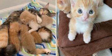 Abandoned Cat with Two Kitten Litters Finds a Dream-Come-True Home