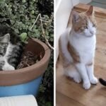 Cat Finds a Stray Kitten In Need of Help and Begs His Family to Adopt the Buddy