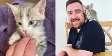 Couple Hears Faint Kitten Meows by the Street and Can’t Turn Their Heads Back