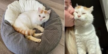 Gus and His Cheeks Finally Get a Loving New Home Like They Deserve