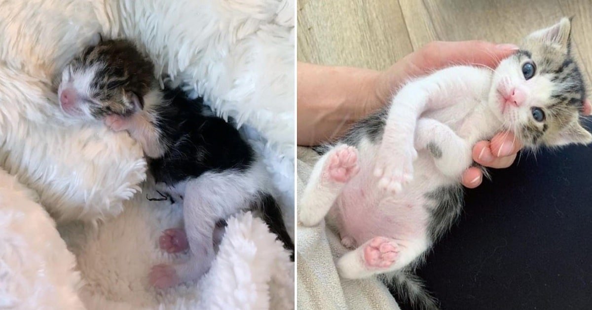 Kitten Found Almost Frozen Blossoms into a Handsome Cat with a Great Buddy