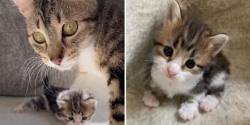 Momma Cat Helps Her Kitten with Bent Paws to Walk On Its Own
