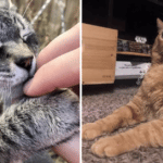 The Cutest Cats You’ll see on the Internet Today
