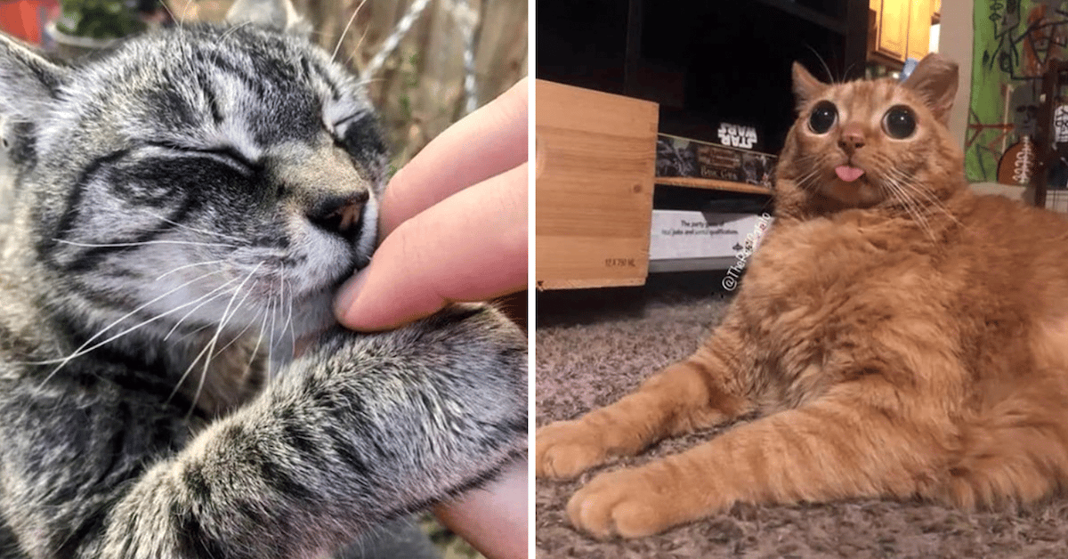 The Cutest Cats You’ll see on the Internet Today