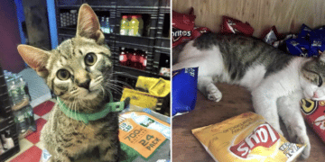 The Power of the Internet – Trolls Destroy a Woman for Blasting a Store’s Cat
