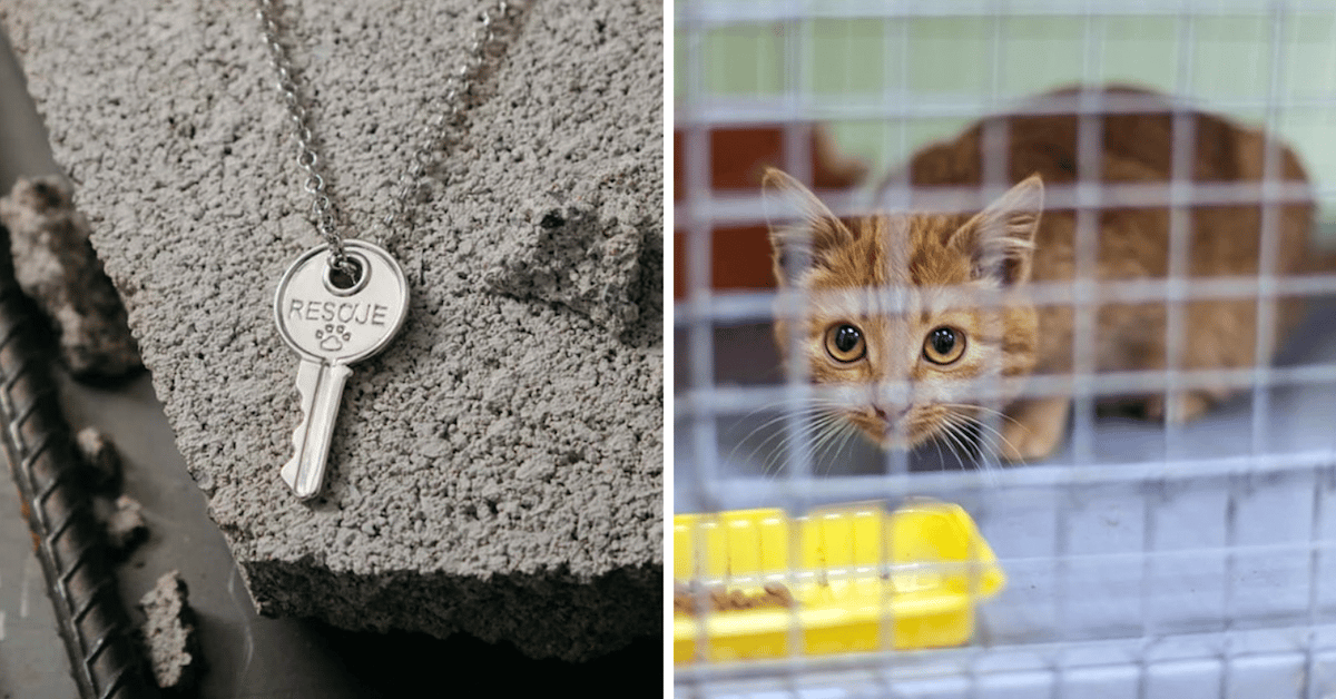 The Story of How a Simple Key Grew Into a Movement to Save Shelter Cats