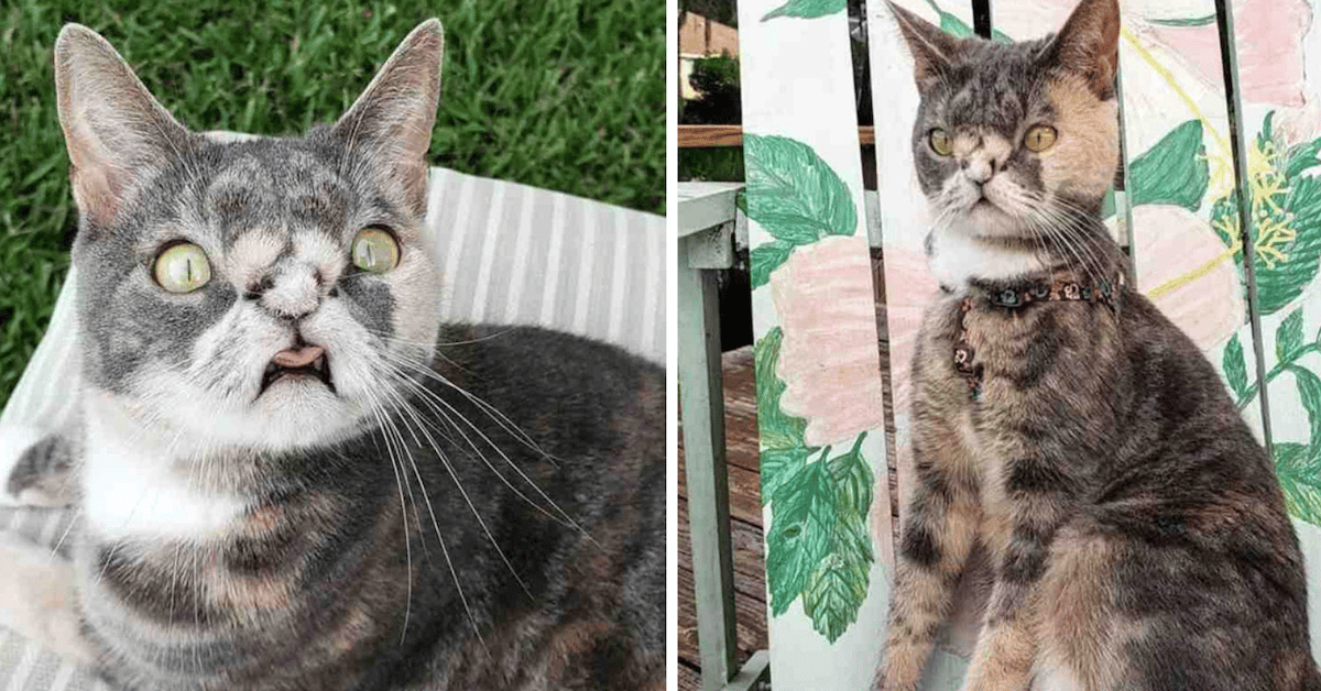Woman Saves Cat That Would be Put Down for Being Too ‘Ugly’