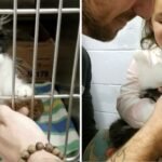 A Tiny Shelter Kitten Asks a Couple to Take It Home with Them Shamelessly