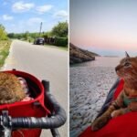 Cyclist Finds Abandoned Kitty, They Now Roam the World Together