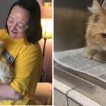 Grieving Cat Finds Love in the Hands of a Kind Woman