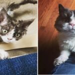 Kitten Born with Rare Genetic Condition Gets the Love It Deservers