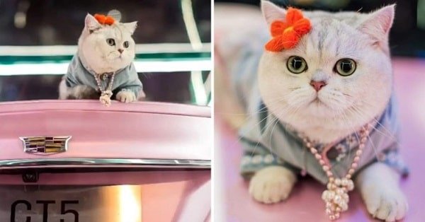 Meet Mao Mao, the Cat Model That Earns More Than Humans