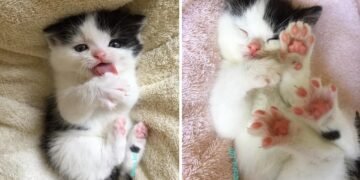 This Lovely Kitten Is Saved by a Dog, Enjoys the Love In His Foster Home