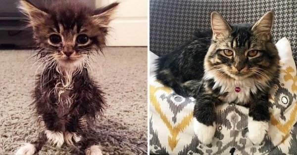 Tiny Runt of the Litter Born Without Elbow Joints Turns to a Beautiful Cat