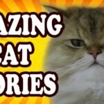 Amazing Cat Stories That Are Almost Unbelievable