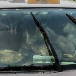 Homeless Man Found Living in his Car with Four Dozen Cats in the Summer Heat