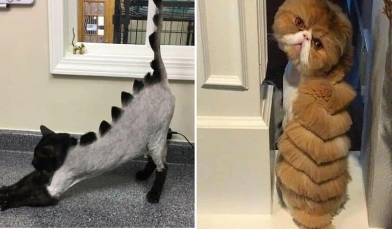 The Cutest Cats with Dragon Hair Cuts