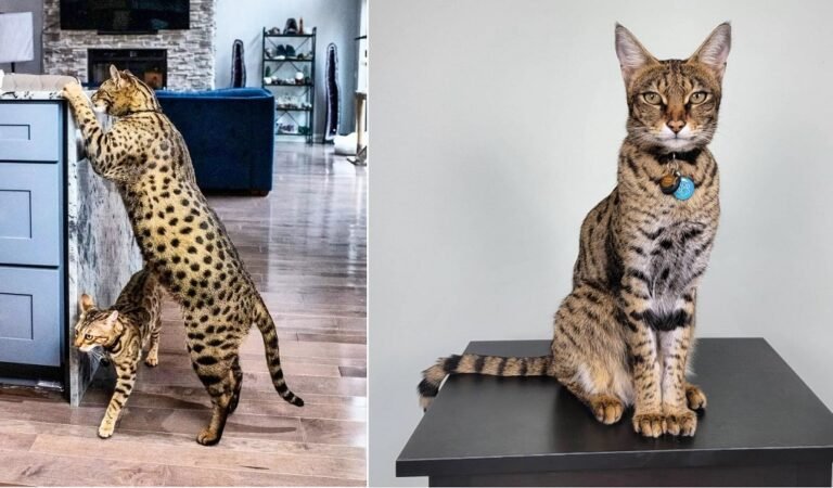 Fenrir the Savannah Cat Breaks the Guinness World Record for Tallest Domestic Cat Ever
