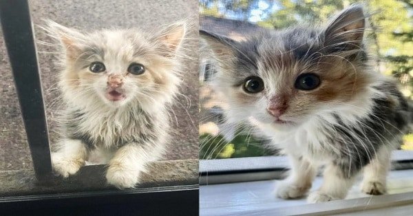 Kitten Shows Up Outside a Home, Is Very Determined to Move In