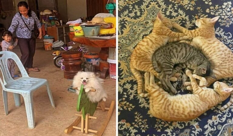 Impossible Pet Pictures That Look Too Good to be True